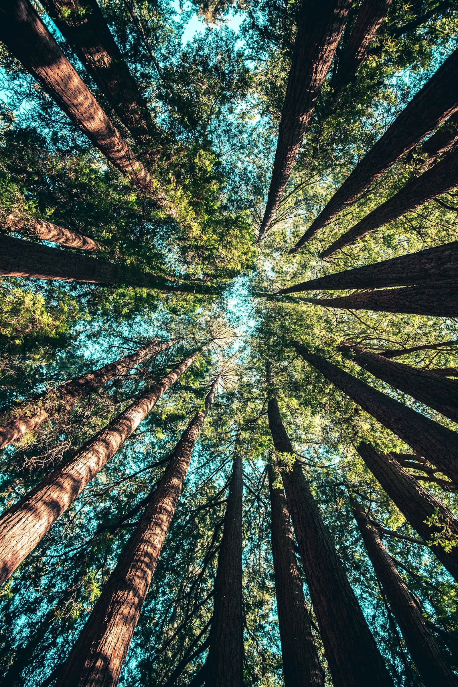 Direct environmental carbon sequestration and natural forest canopy